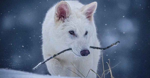 “Desextinguen” al lobo terrible tras más de 10 mil años de extinción