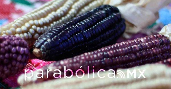 Realizan el encuentro&nbsp;&ldquo;Hacia el mejoramiento participativo del ma&iacute;z" de Sembrando Vida