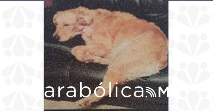 Logra la FGE reparación integral del daño por caso de crueldad animal