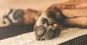 Investigan hallazgo de perrito calcinado en Ajalpan