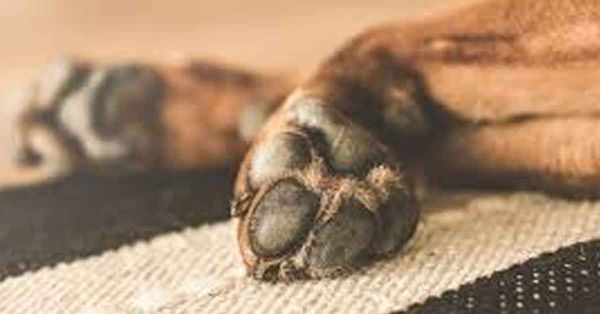 Investigan hallazgo de perrito calcinado en Ajalpan