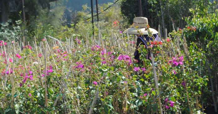 Llega la primavera este jueves