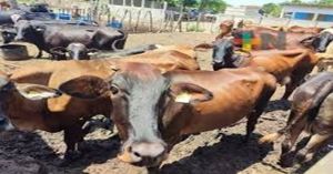 Reabrir&aacute; Estados Unidos su frontera al ganado este fin de semana