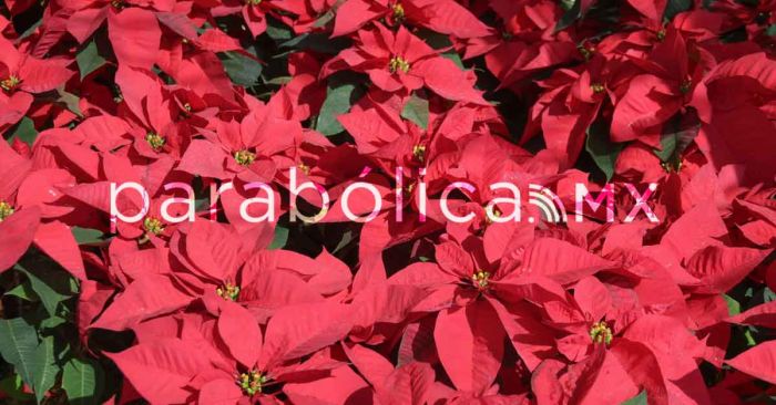 Puebla, principal productor de nochebuena en el país: SDR