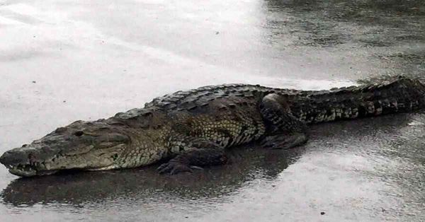 Avistan a cocodrilo en calles de Huauchinango