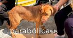 Desarrolla ayuntamiento capitalino Jornadas de Protecci&oacute;n Animal