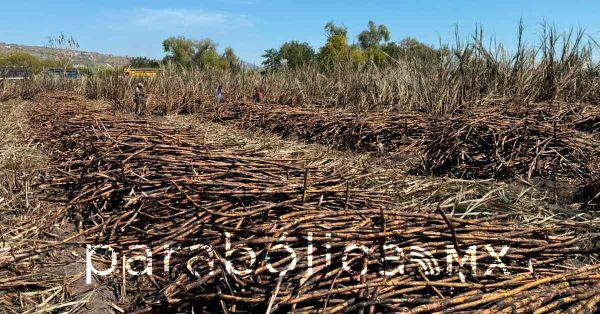 Arranca la zafra 2025&ndash;2026; busca SDR fortalecer al sector ca&ntilde;ero