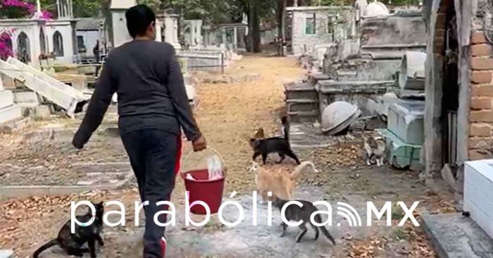 Conoce la historia de &quot;mamá gato&quot;, la mujer que cuida a mininos en el Panteón municipal
