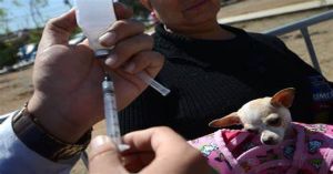 Realizan jornada animal en cuatro colonias de la capital poblana