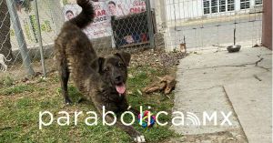 Logra Cuautlancingo la primera sanción administrativa en materia de bienestar animal