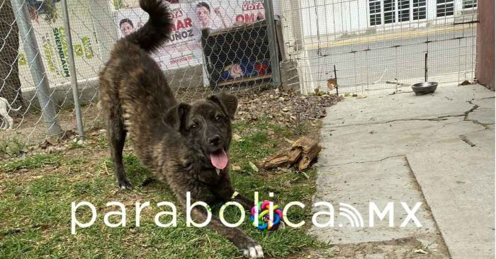 Logra Cuautlancingo la primera sanci&oacute;n administrativa en materia de bienestar animal