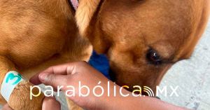 Brinda ayuntamiento servicios gratuitos a mascotas en El Carmen y Ex Rancho Vaquerías