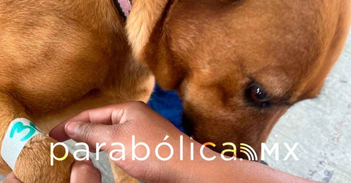 Brinda ayuntamiento servicios gratuitos a mascotas en El Carmen y Ex Rancho Vaquerías