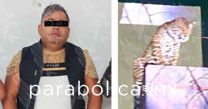 Asegura FGE a un sujeto, un arma de fuego y un ejemplar de jaguar en San Jerónimo Caleras