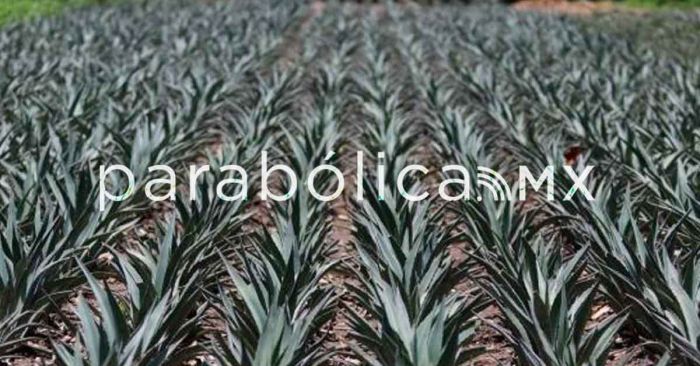 Triunfa Puebla en el México Selection 2025 de vinos y bebidas espirituosas