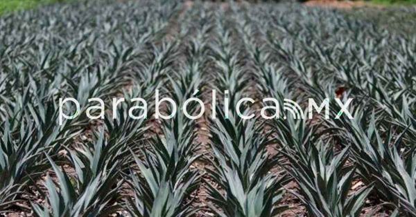 Triunfa Puebla en el M&eacute;xico Selection 2025 de vinos y bebidas espirituosas