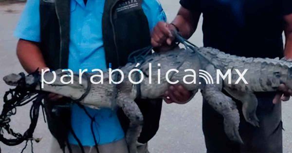 Rescatan a cocodrilo amarrado en un pantano de Campeche