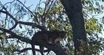 Llega puma &ldquo;Jorge&rdquo; a Africam Safari tras su captura en Tehuac&aacute;n
