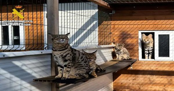Descubren en España red que vendía por internet tigres blancos y linces africanos