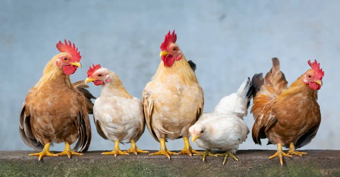 Crían gallinas en EEU debido a la escases de huevo