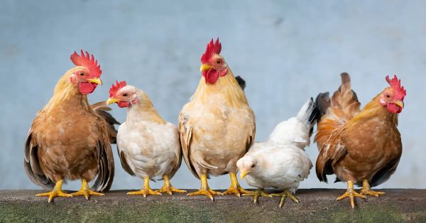 Crían gallinas en EEU debido a la escases de huevo