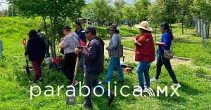 Reporta el ayuntamiento casi mil árboles plantados en su programa de reforestación