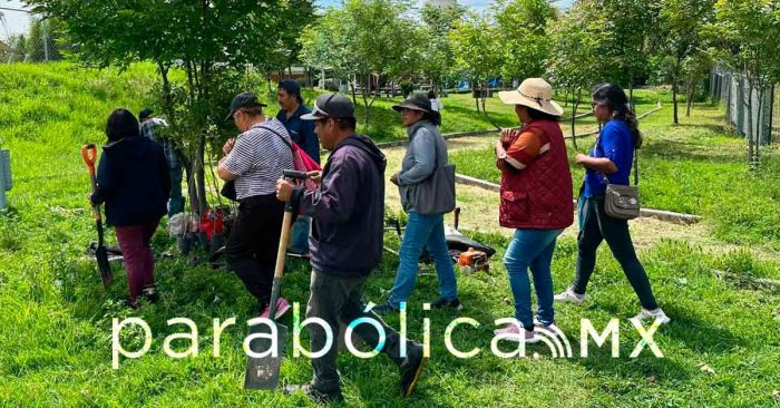Reporta el ayuntamiento casi mil árboles plantados en su programa de reforestación