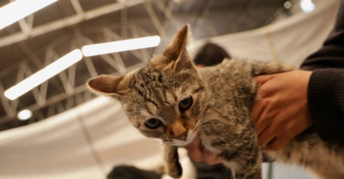 Encabeza Lupita Cuautle jornada masiva de Esterilizaci&oacute;n