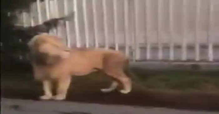 Reportan león deambulando por las calles del Edomex