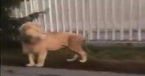 Reportan león deambulando por las calles del Edomex