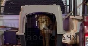 Quitan a perritos en Chignahuapan; PAN Puebla acusa crueldad animal