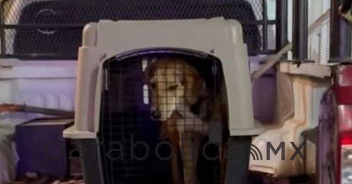 Quitan a perritos en Chignahuapan; PAN Puebla acusa crueldad animal