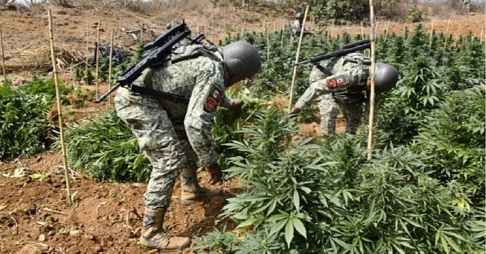 Destruye Sedena 203 plantíos de amapola y marihuana en seis estados