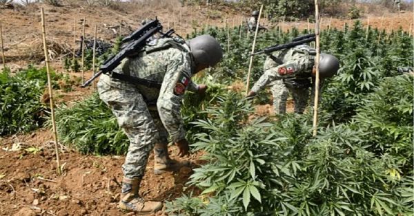 Destruye Sedena 203 plantíos de amapola y marihuana en seis estados