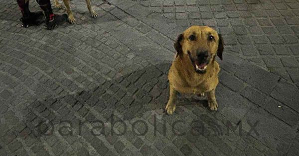 Resguarda Bienestar Animal a perrito en situación de calle en Tehuacán