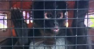 Rescatan a 2 monos ara&ntilde;a y 6 aves protegidas en Guadalajara, Jalisco