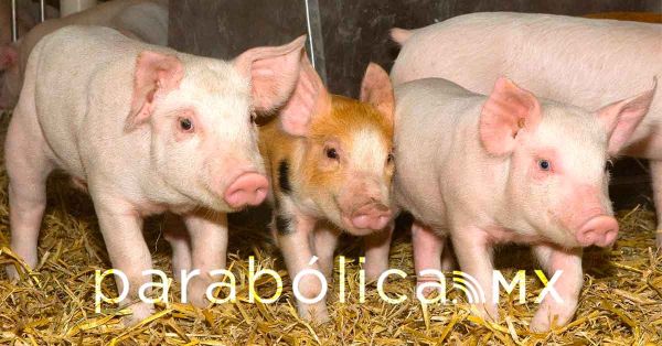 Realizan empresarios donación de cerdos a casas del SEDIF Puebla