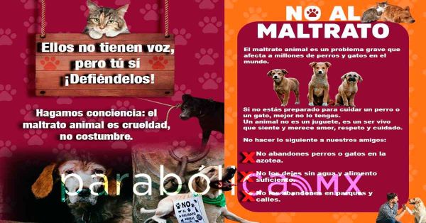 Llama Atlixco a denunciar el maltrato animal