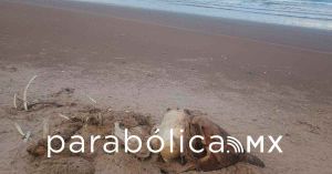 Denuncian uso de delfines como carnada de tiburones en Tamaulipas