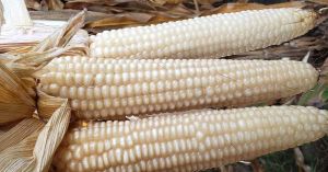 Fijan nuevo precio para el maíz blanco en Guanajuato, Jalisco y Michoacán