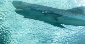 Fallece el icónico tiburón tigre del Acuario de Veracruz