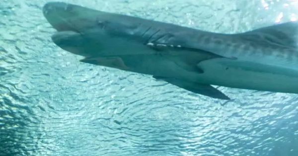 Fallece el icónico tiburón tigre del Acuario de Veracruz
