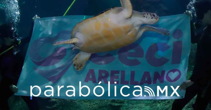 Se suma Acuario Michin Puebla a los proyectos de los Voluntariados del Gobierno del Estado