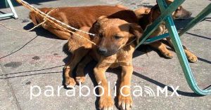 Realiza ayuntamiento Jornada Integral de Atención Animal en San Miguel Canoa
