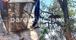 Capturan al puma avistado en Tehuac&aacute;n