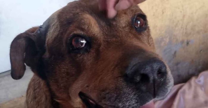 Resguarda gobierno de Cuautlancingo a perrito agredido con arma