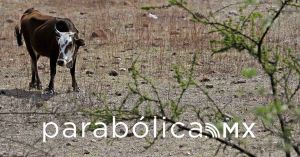 Descarta Salud riesgo por carne irregular en rastro de Zacapoaxtla
