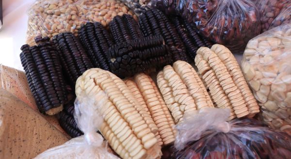 Impulsan Gobierno de Puebla y Agricultura Federal desarrollo en la mixteca