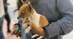 Beneficia Jornada de Bienestar Animal a seres sintientes en Azumiatla