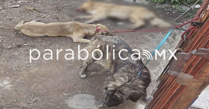 Rescata FGE a cuatro caninos víctimas de maltrato en taller mecánico de Tehuacán